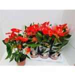 Anthurium AN FLORIDA