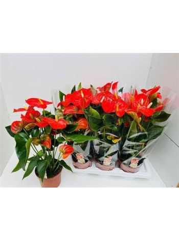 Anthurium AN FLORIDA