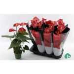 Anthurium AN MADURAL