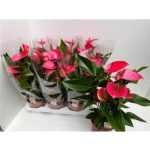 Anthurium AN MELITO