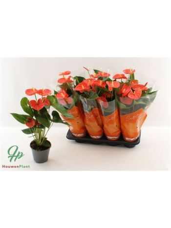 Anthurium AN SIER ORANGE