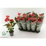 Anthurium AN SUCCESS RED