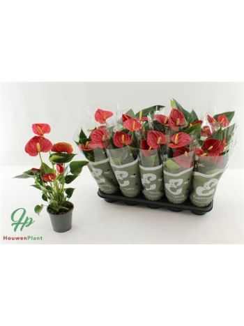 Anthurium AN SUCCESS RED