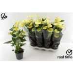 Anthurium AN VANILLA