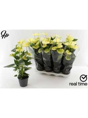 Anthurium AN VANILLA