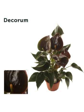 Anthurium CHELSEY CHOCOLATE