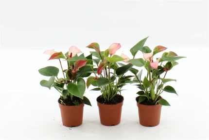 Anthurium MATATA