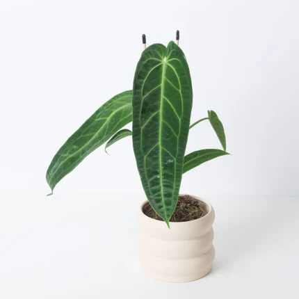 Anthurium WAROCQUEANUM