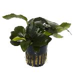 Anubias barteri var. Nana akváriumi növény