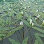 Aponogeton distachios kerti tavi növény