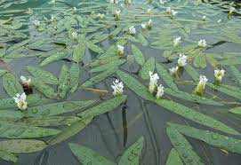 Aponogeton distachios kerti tavi növény