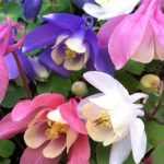 Aquilegia flabellata 'Cameo Mix' (Japán harangláb)
