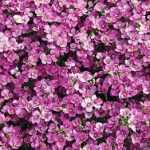 Arabis caucasica 'Little Treasure Deep Rose' (Kaukázusi ikravirág)