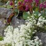 Arabis procurrens 'Neuschnee' (Indás ikravirág)