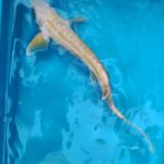 Arany kecsege 35-45 cm