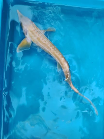 Arany kecsege 40-50 cm