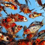 Aranyhal shubunkin 10-12cm