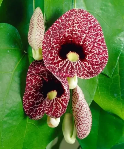 Aristolochia macrophylla / Pipavirágú farkasalma
