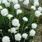 Armeria maritima 'Alba' (Tengerparti pázsitszegfű)