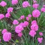Armeria maritima 'Splendens' (Tengerparti pázsitszegfű)