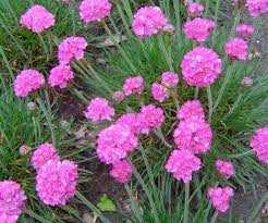 Armeria maritima 'Splendens' (Tengerparti pázsitszegfű)