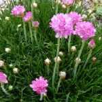 Armeria maritima (Tengerparti pázsitszegfű)
