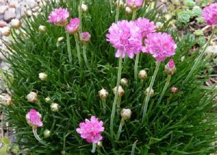 Armeria maritima (Tengerparti pázsitszegfű)