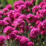 Armeria maritima 'Vezuv' (Tengerparti pázsitszegfű)