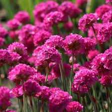 Armeria maritima 'Vezuv' (Tengerparti pázsitszegfű)