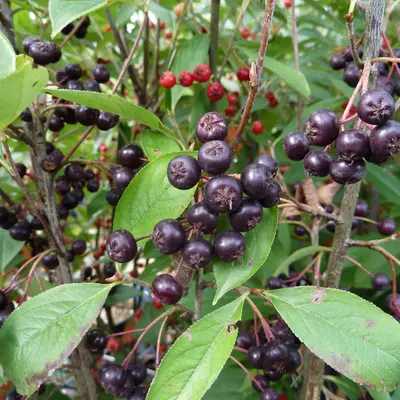 Aronia arbutifolia 'Brilliant'