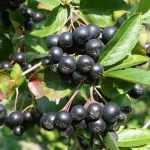 Aronia melanocarpa - Törpe feketeberkenye