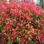 Aronia melanocarpa 'Amit' - Feketeberkenye