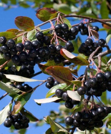 Aronia melanocarpa Hugin