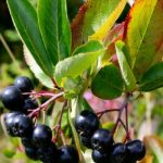 Aronia melanocarpa Viking