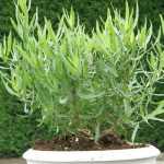 Artemisia dracunculus (Orosz tárkony)