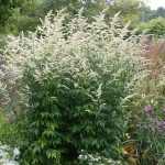 Artemisia lactiflora 'Elfenbein' (Virágos üröm)