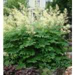 Aruncus aethusifolius 'Opulenz' (Törpe tündérfürt)