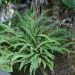 Aspleneum trichomanes