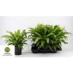 Asplenium ANTIQUUM