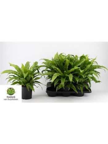 Asplenium ANTIQUUM