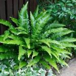 Asplenium scolopendrium-Gímpáfrány