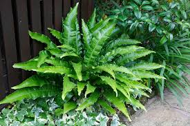 Asplenium scolopendrium-Gímpáfrány