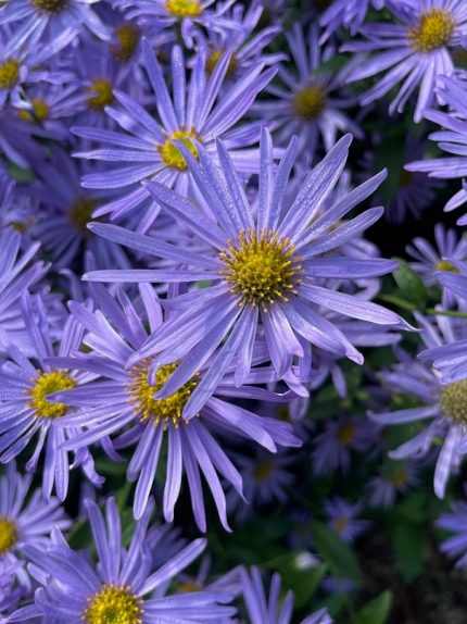 Aster  'Rudolf Goethe' (Őszirózsa)