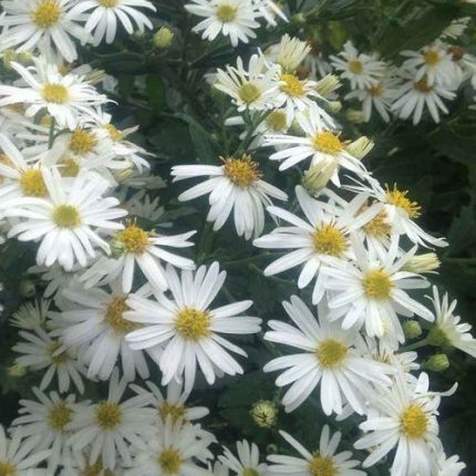 Aster ageratoides 'Ashvi' (Ázsiai őszirózsa)