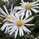 Aster ageratoides 'Asmoe' (Ázsiai őszirózsa)