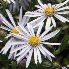 Aster ageratoides 'Asmoe' (Ázsiai őszirózsa)