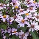 Aster ageratoides 'Harry Schmidt' (Ázsiai őszirózsa)