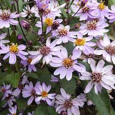 Aster ageratoides 'Harry Schmidt' (Ázsiai őszirózsa)