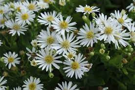 Aster ageratoides 'Starshine' (Ázsiai őszirózsa)