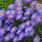 Aster alpinus 'Dark Beauty' (Havasi őszirózsa)